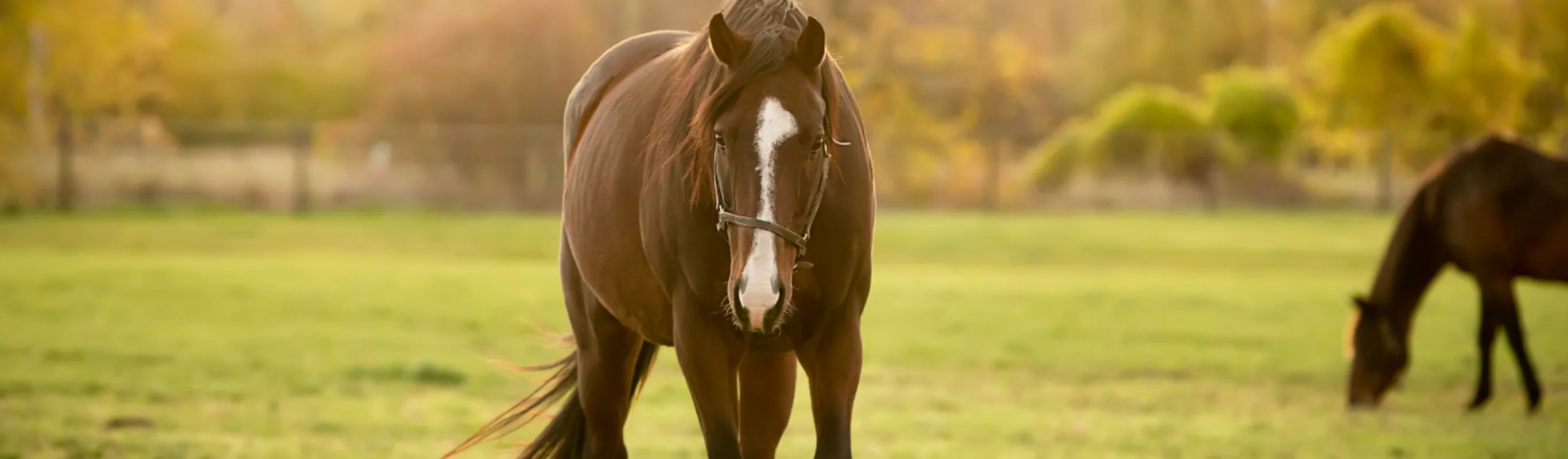 Two Brown Horses In A Field